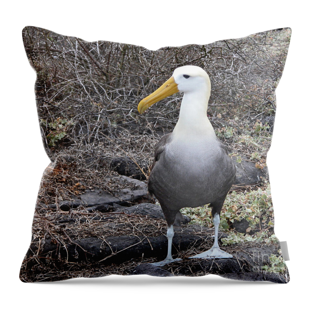 Diomeda Irrorata Throw Pillow featuring the photograph Waved Albatross Diomeda irrorata by Liz Leyden