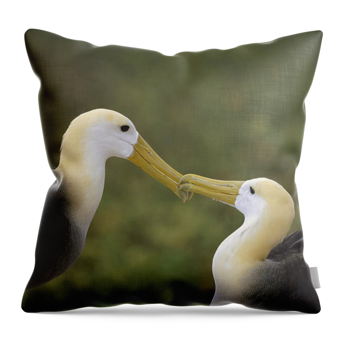 Feb0514 Throw Pillow featuring the photograph Waved Albatross Pair Bonding Galapagos by Tui De Roy