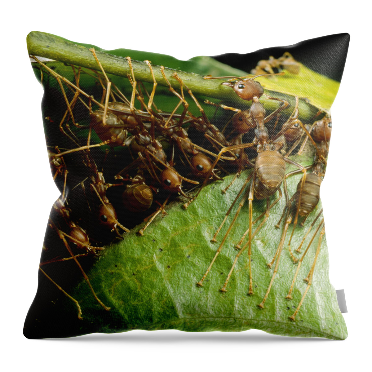 00127830 Throw Pillow featuring the photograph Weaver Ant Group Binding Leaves by Mark Moffett