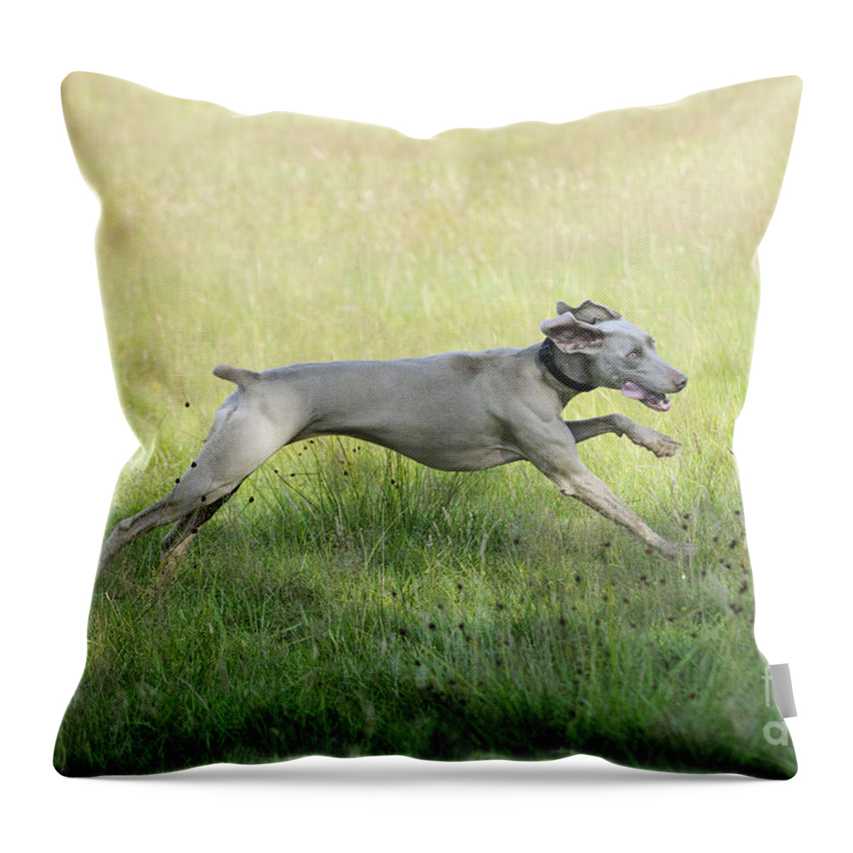 Weimaraner Throw Pillow featuring the photograph Weimaraner Dog Running by John Daniels