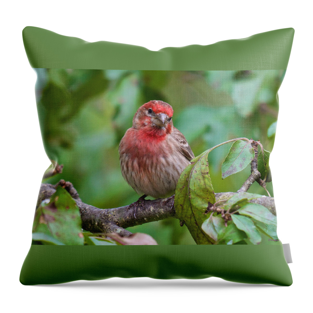 Bird Portraits Throw Pillow featuring the photograph House Finch - Were you talking to me by Kristin Hatt