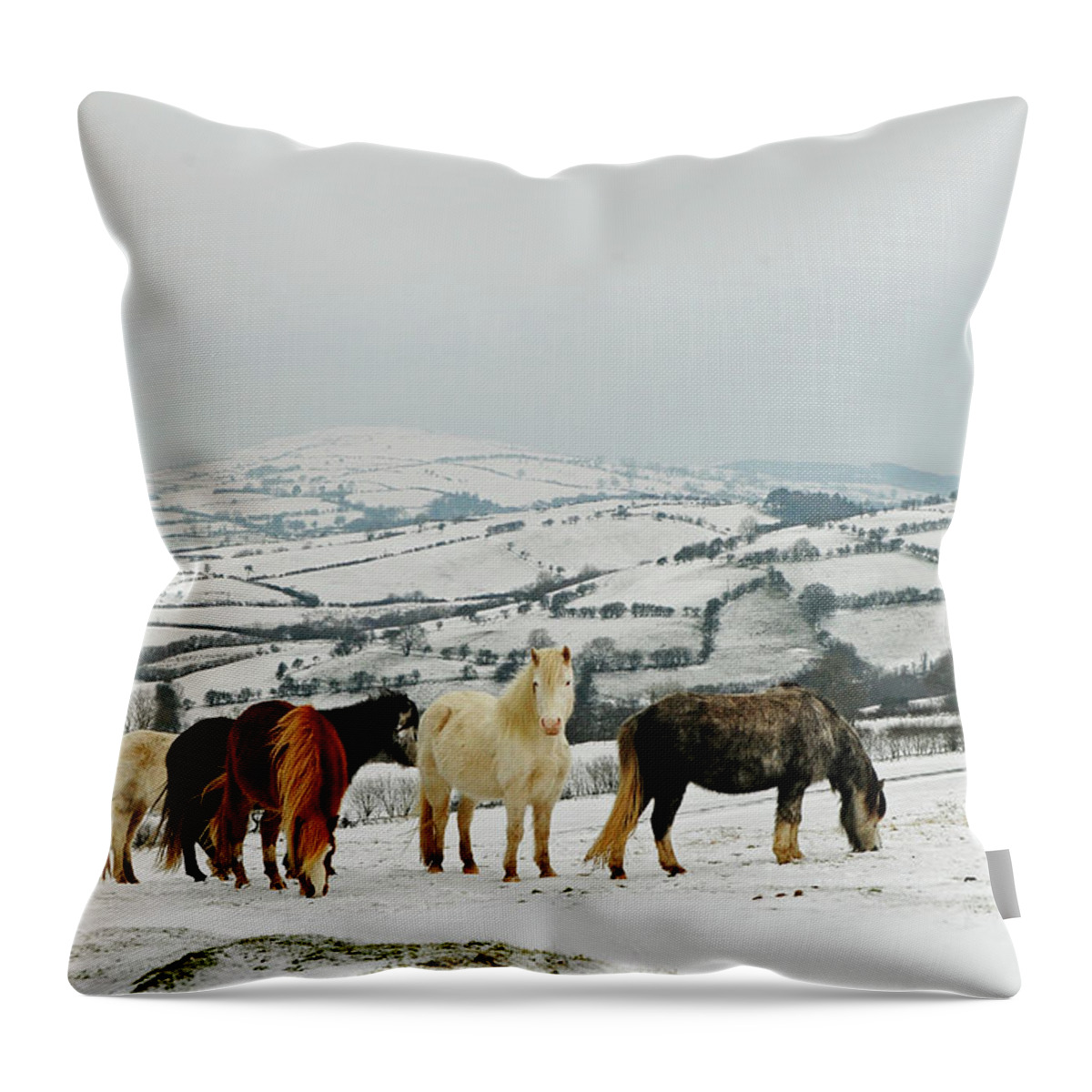 Horse Throw Pillow featuring the photograph West Wales Winter by John B R Davies