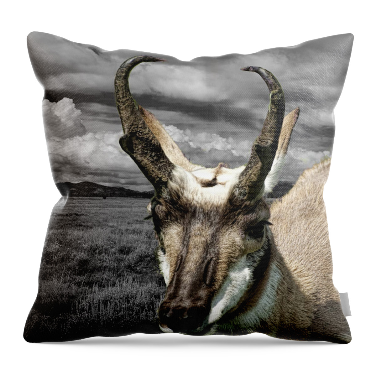Antelope Throw Pillow featuring the photograph Western Antelope Pronghorn by Randall Nyhof