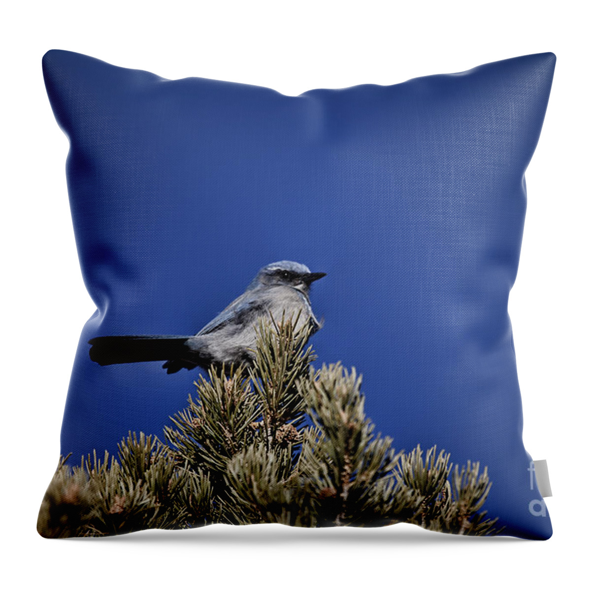 Western Bluebird Throw Pillow featuring the photograph Western Bluebird-Arizona V3 by Douglas Barnard