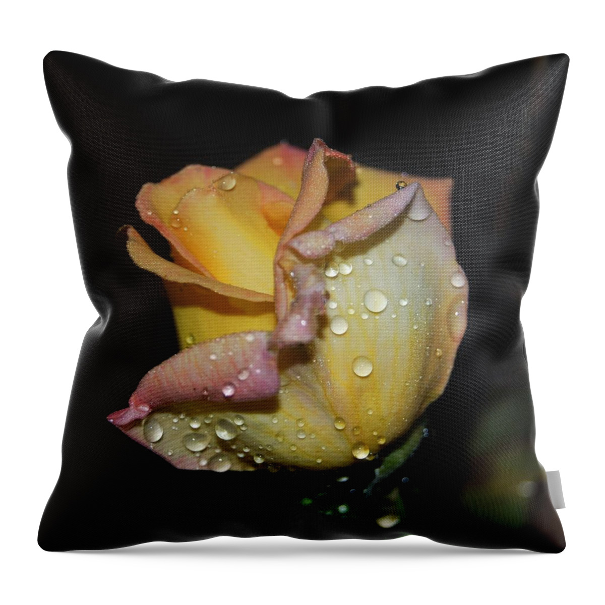 Rose Throw Pillow featuring the photograph Wet and Wonderful by Judy Hall-Folde