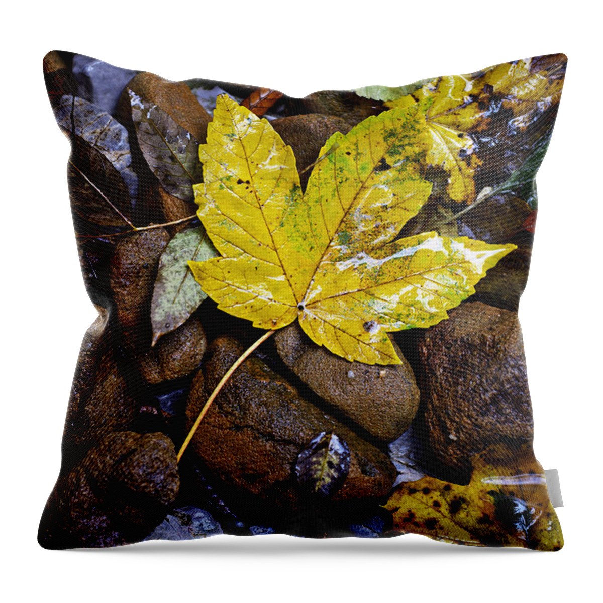 Nature Throw Pillow featuring the photograph Wet autumn leaf on stones by Ivan Slosar