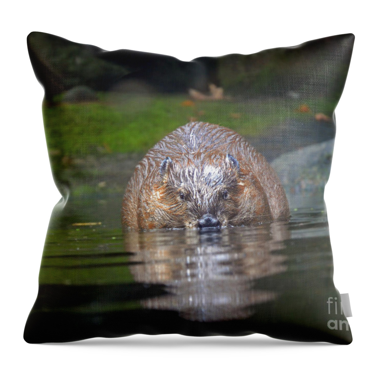 Beaver Throw Pillow featuring the photograph Wet Beaver by Frank Larkin