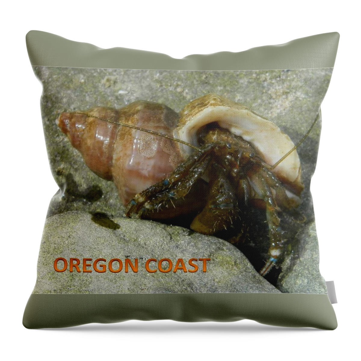 Hermit Crab Throw Pillow featuring the photograph Wet Hermit Crab by Gallery Of Hope 