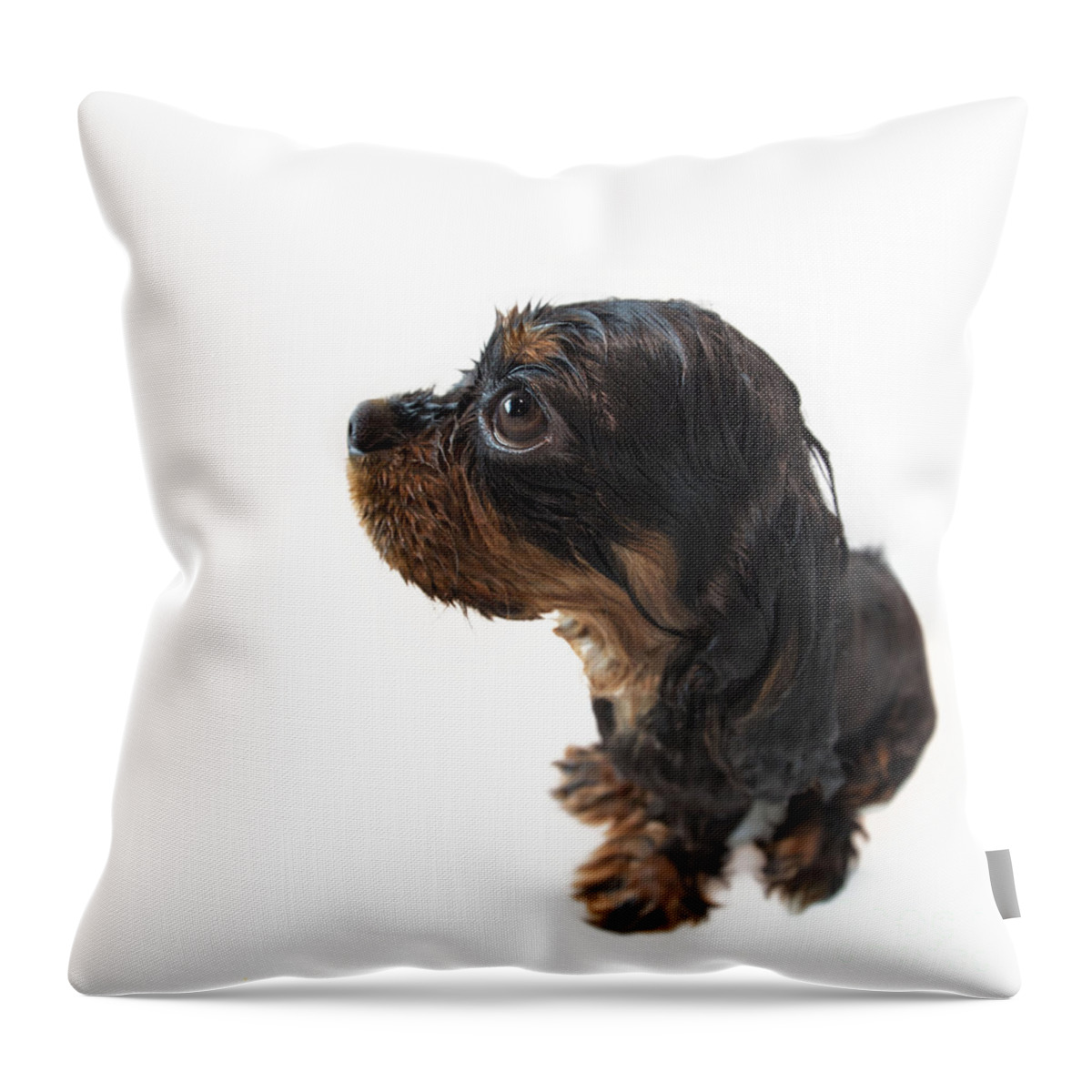Adorable Throw Pillow featuring the photograph Wet Marmaduke fisheye by Jane Rix