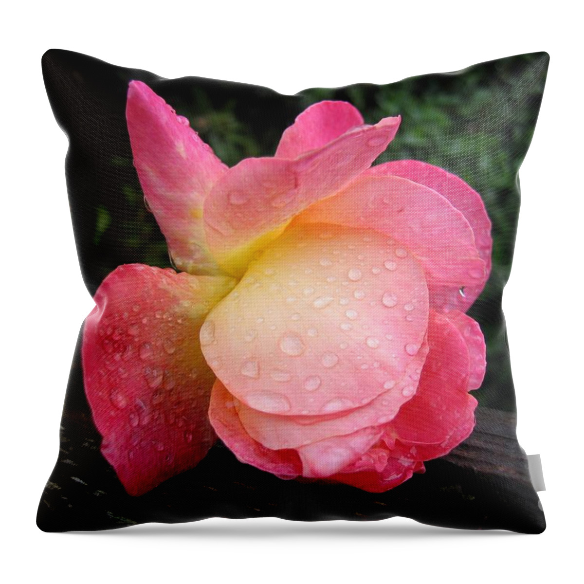 Garden Throw Pillow featuring the photograph Wet Rose by James B Toy