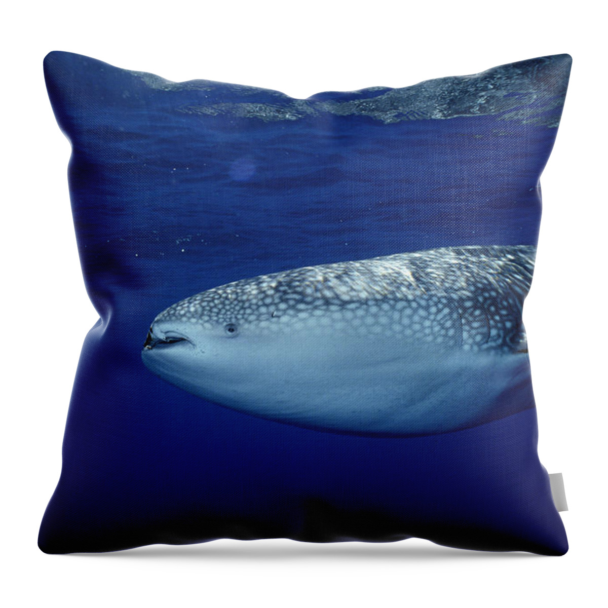 Feb0514 Throw Pillow featuring the photograph Whale Shark Portrait Cocos Isl Costa by Flip Nicklin