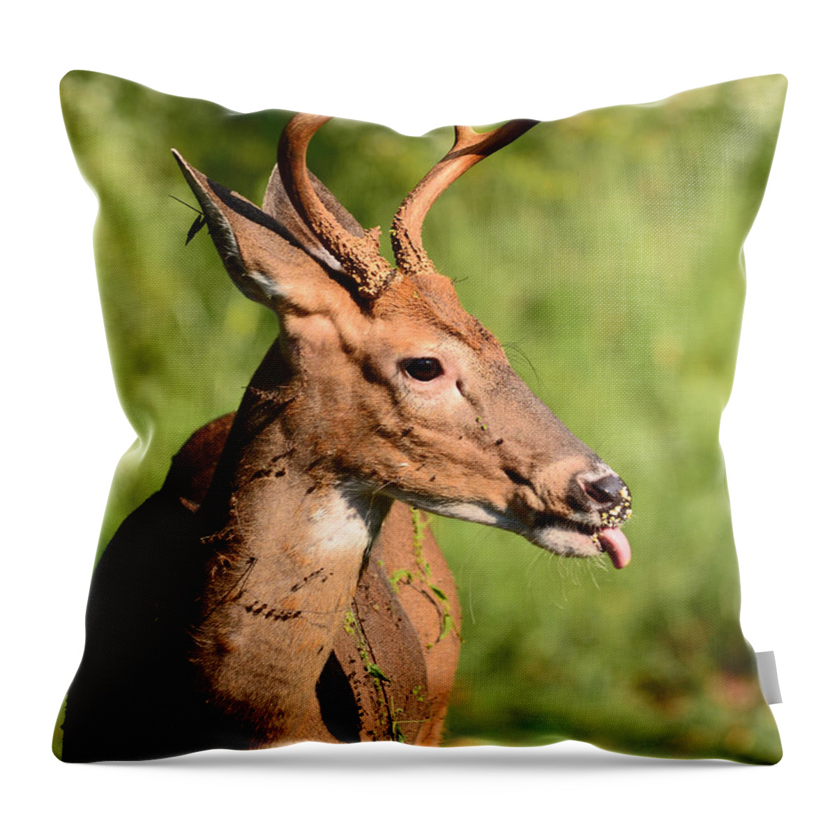 Deer Throw Pillow featuring the photograph What A Mess by Lori Tambakis