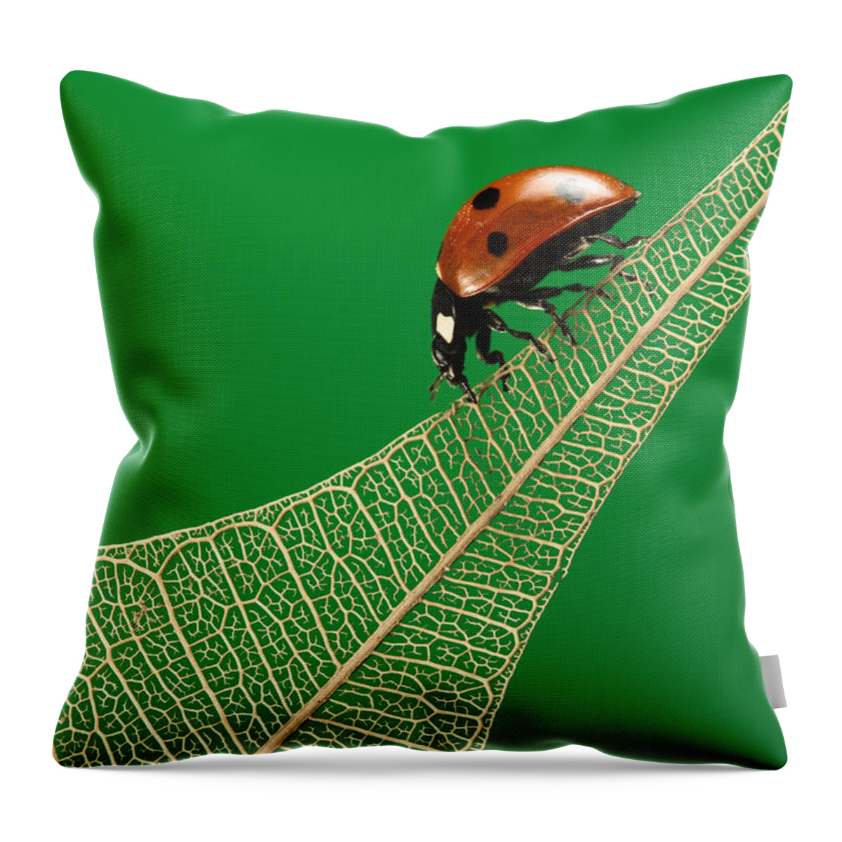 Bug Throw Pillow featuring the photograph Where have all the green leaves gone? by William Lee