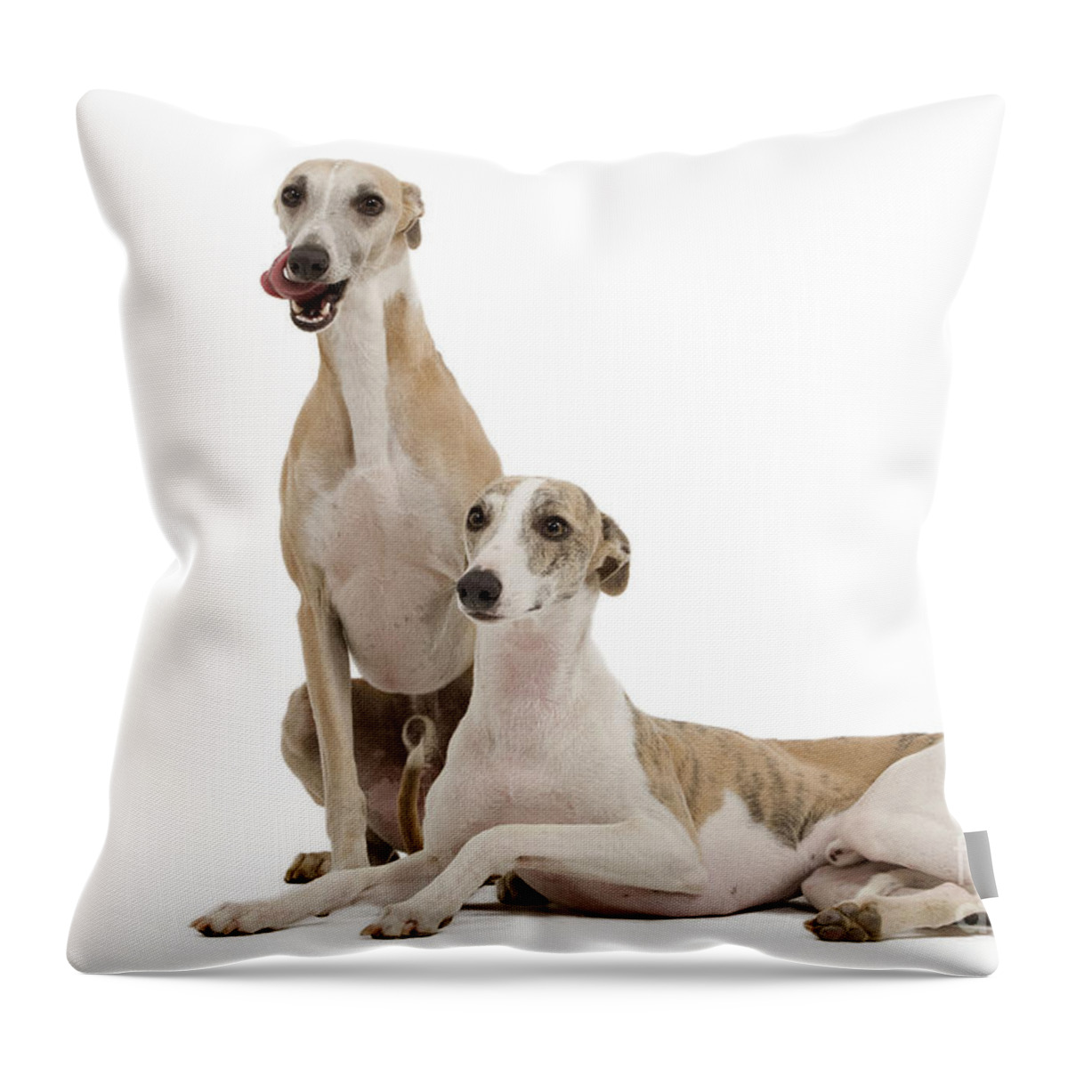 Dog Throw Pillow featuring the photograph Whippets by Jean-Michel Labat