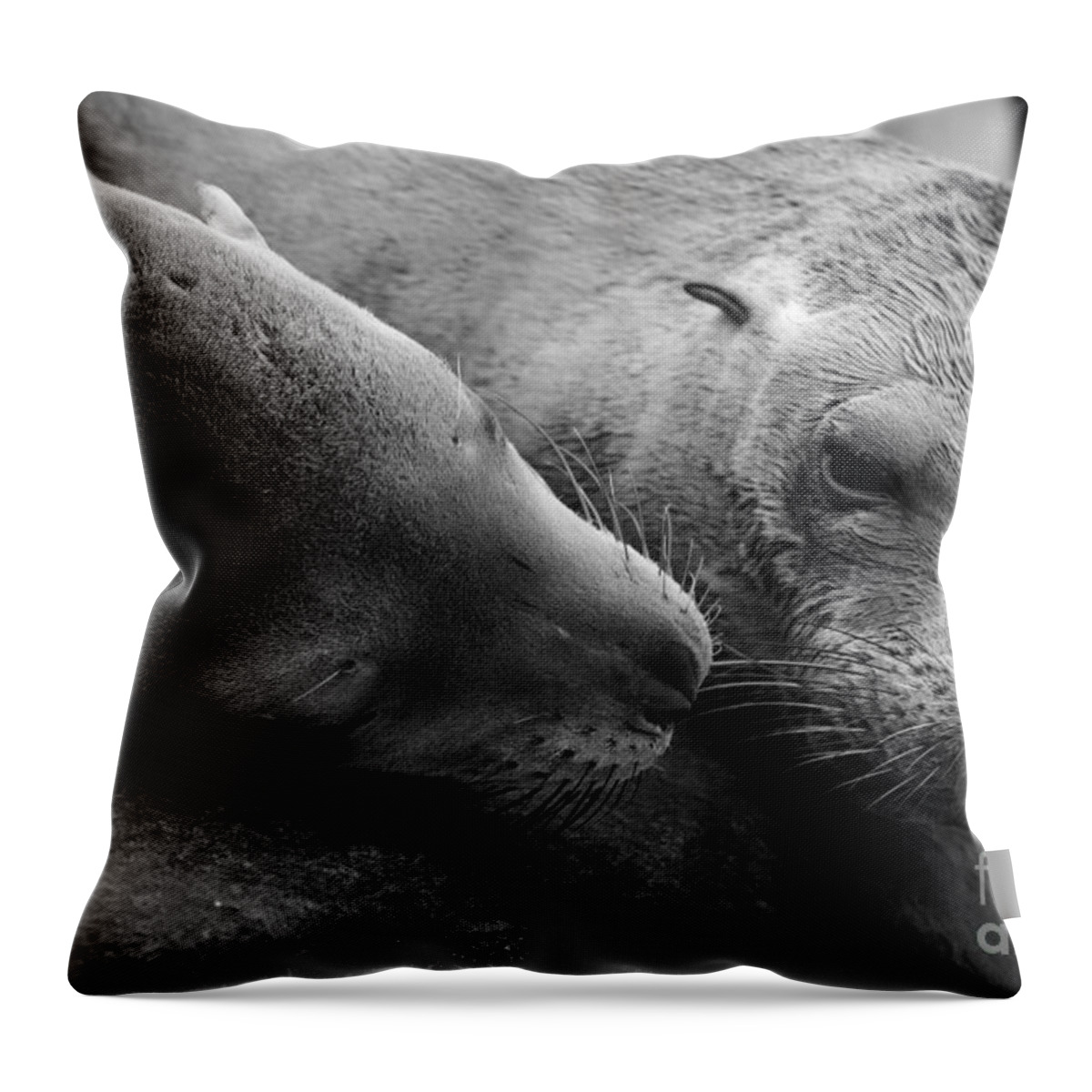Animals Throw Pillow featuring the photograph Whisker Love by John F Tsumas