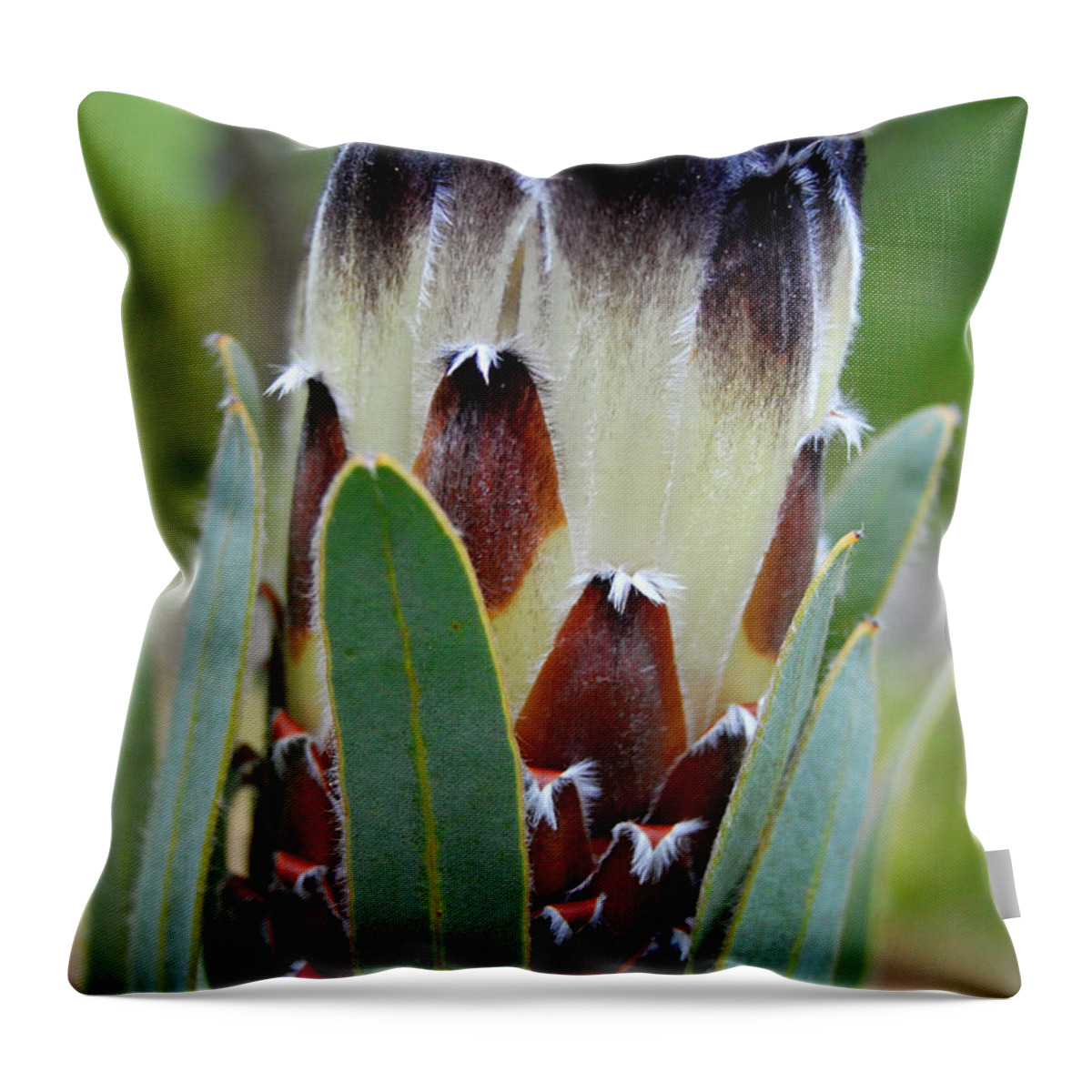 Kula Botanical Gardens Throw Pillow featuring the photograph White and Brown Protea by Amy Fose
