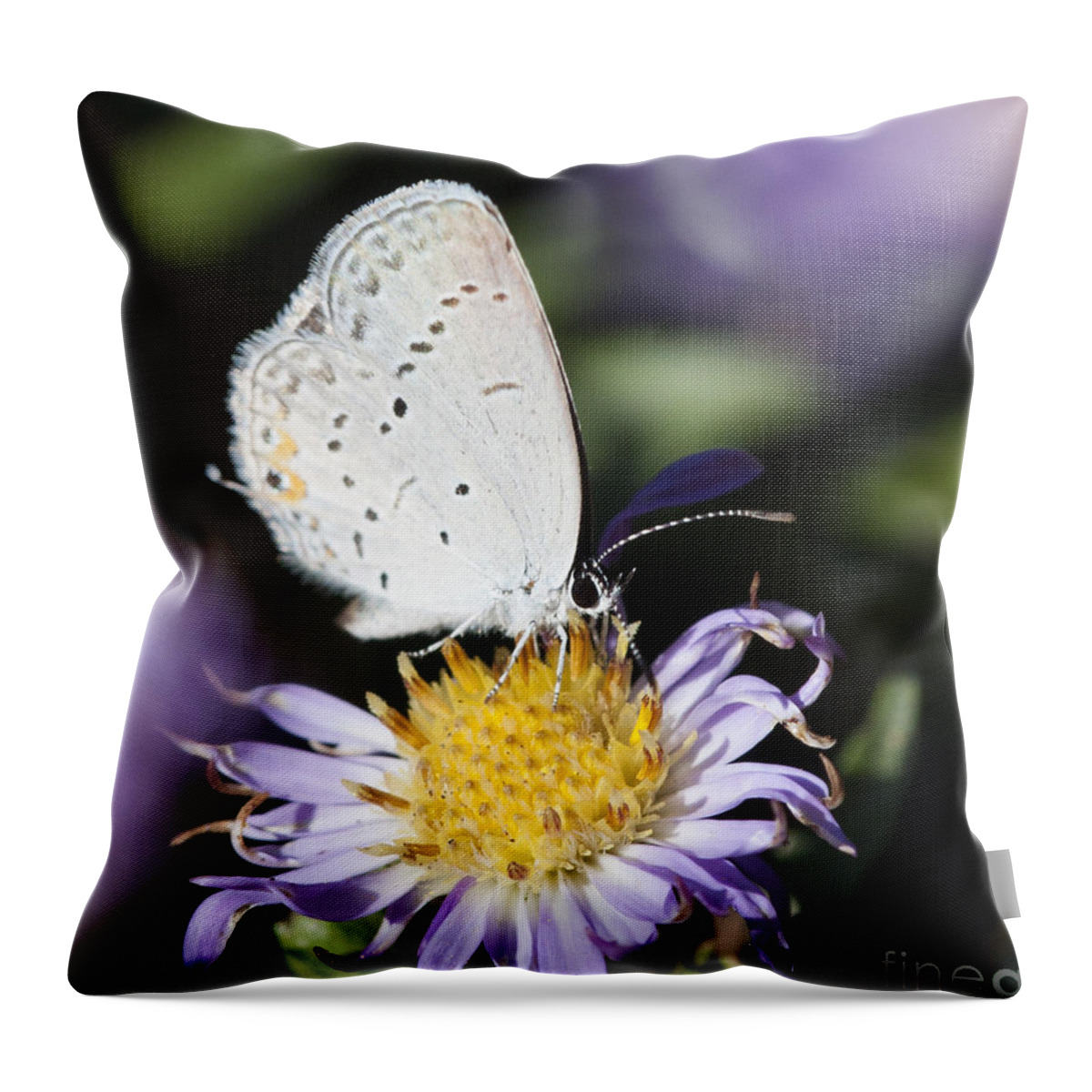 Butterfly Throw Pillow featuring the photograph White Butterfly by Chris Scroggins