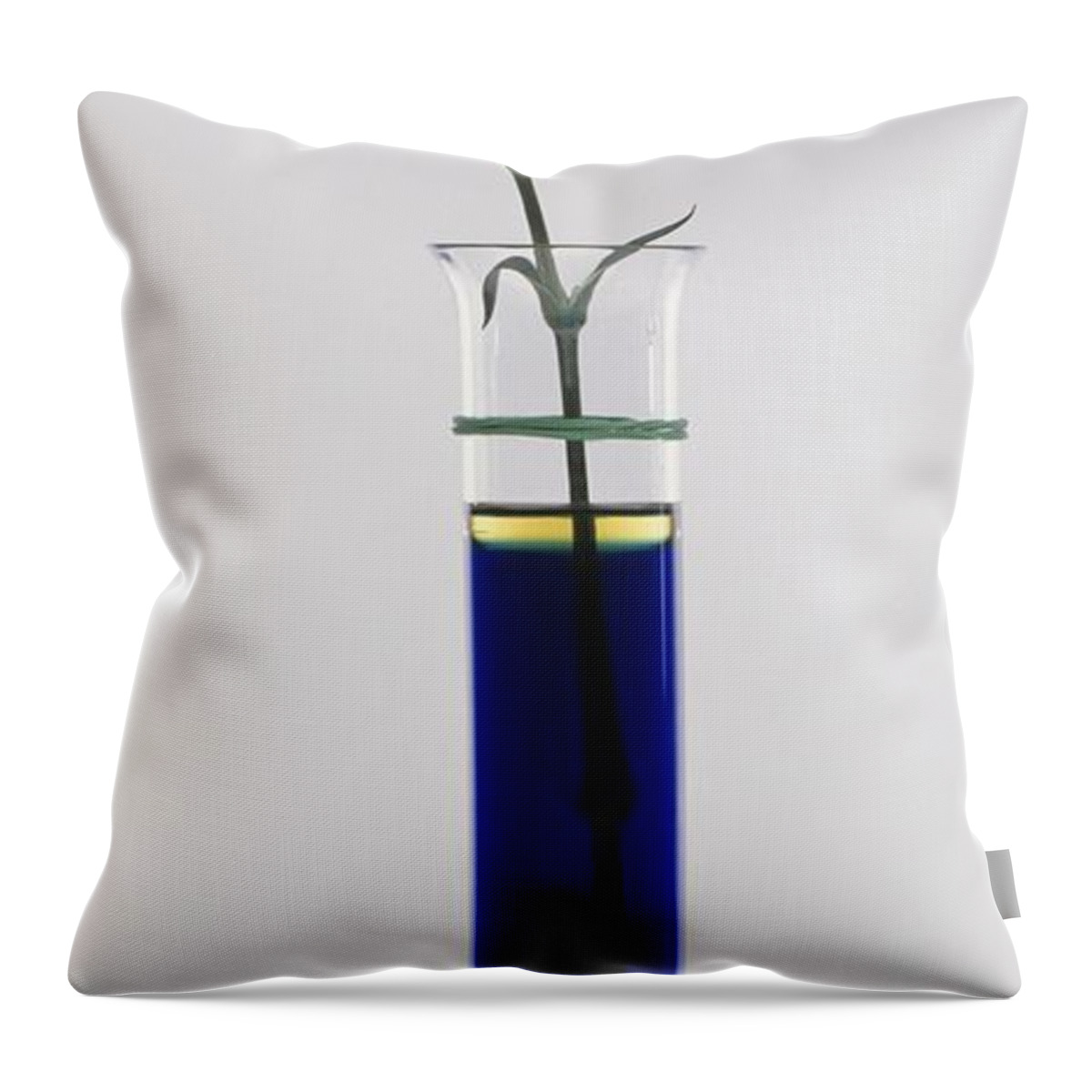 Blue Throw Pillow featuring the photograph White Carnation Absorbing by Peter Gardner / Dorling Kindersley
