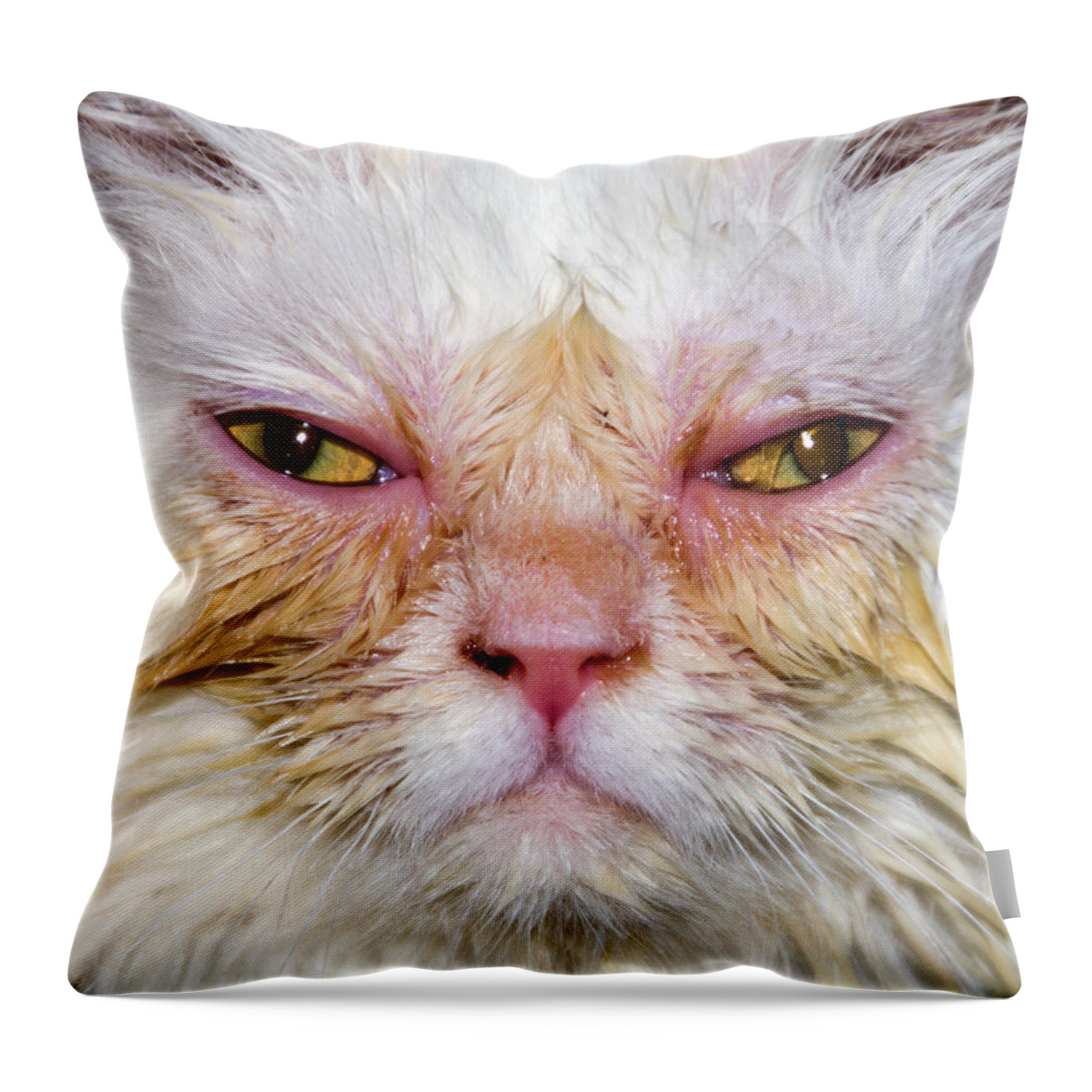 Scary Throw Pillow featuring the photograph Scary White Cat by Bob Slitzan