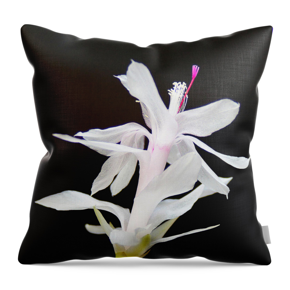 Photograph Throw Pillow featuring the photograph White Christmas Cactus by M Three Photos