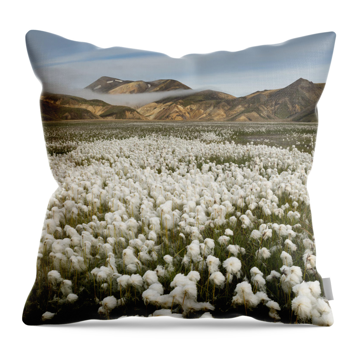 Feb0514 Throw Pillow featuring the photograph White Cottongrass Landmannalaugar by Rob Brown