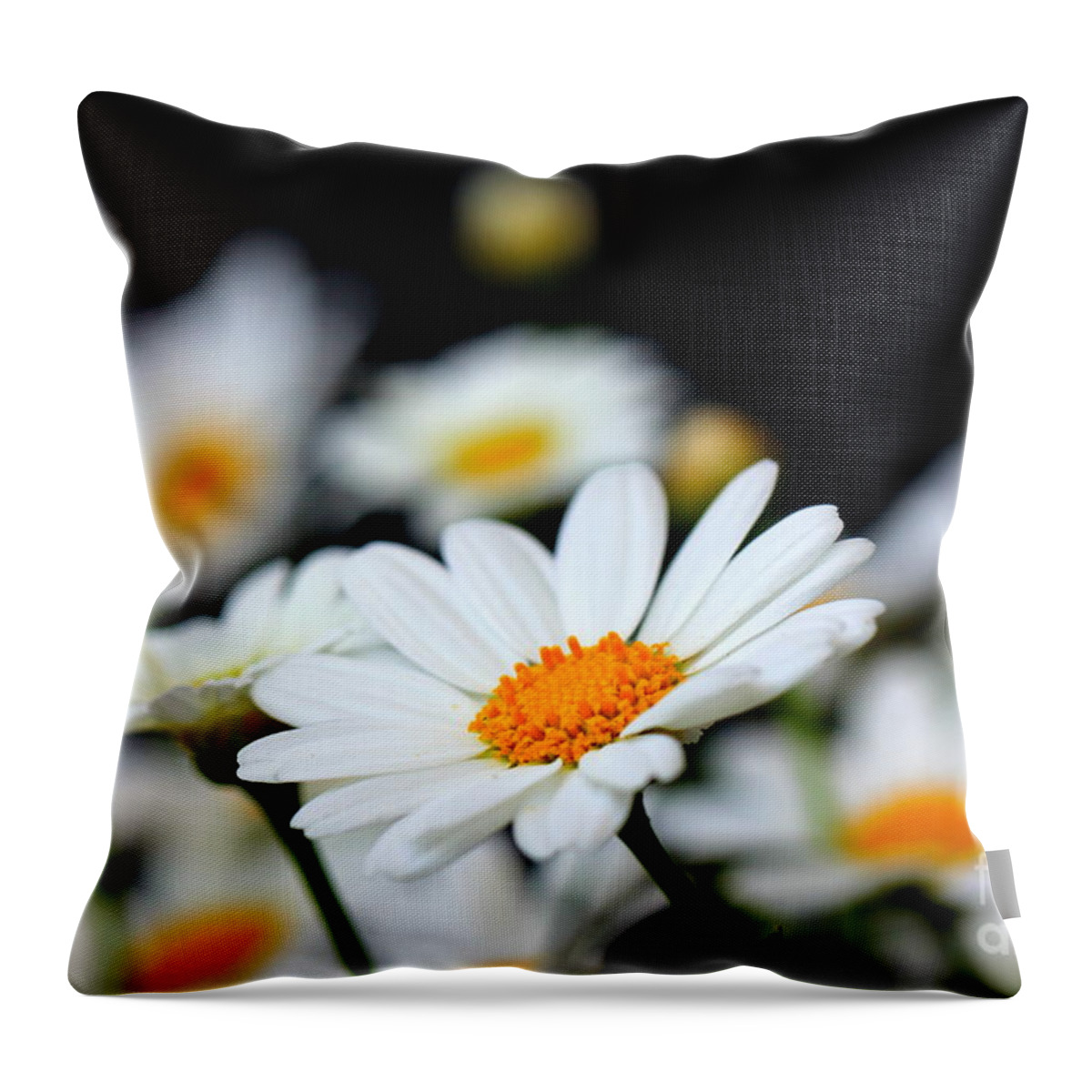White Throw Pillow featuring the photograph White Daisies 2 by Amanda Mohler