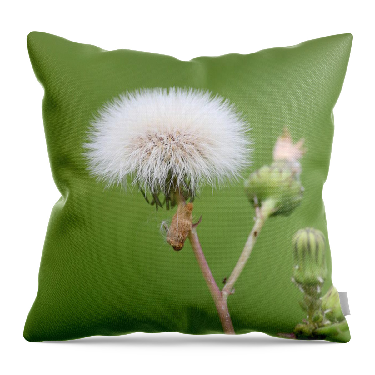 Dandelion Throw Pillow featuring the photograph White Dandelion by Ester McGuire