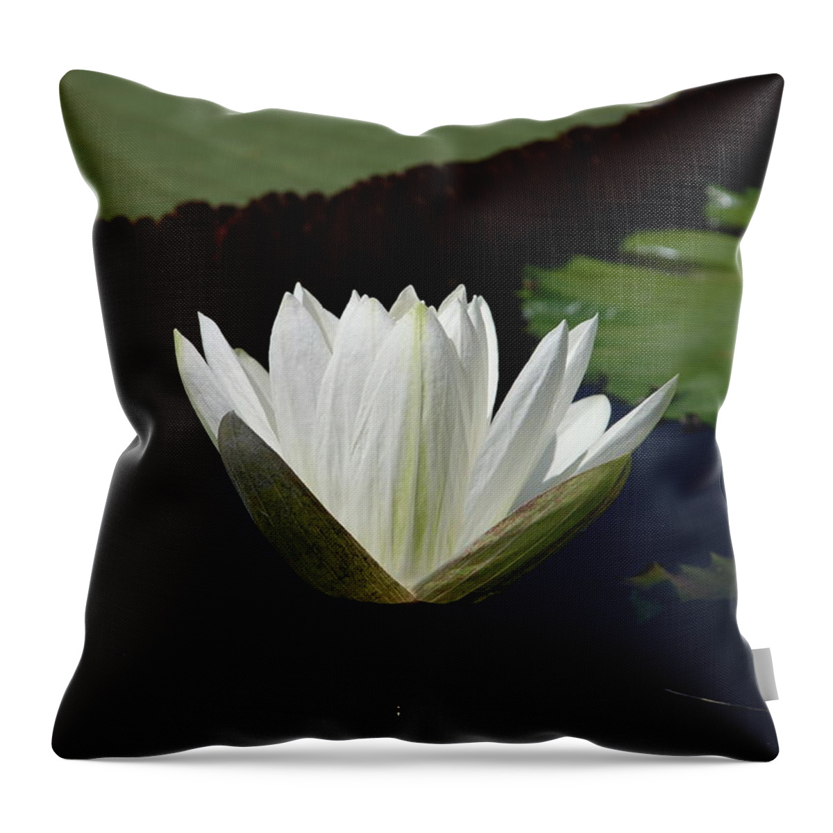Water Throw Pillow featuring the photograph White Flower Growing Out of Lily Pond by Jennifer Ancker