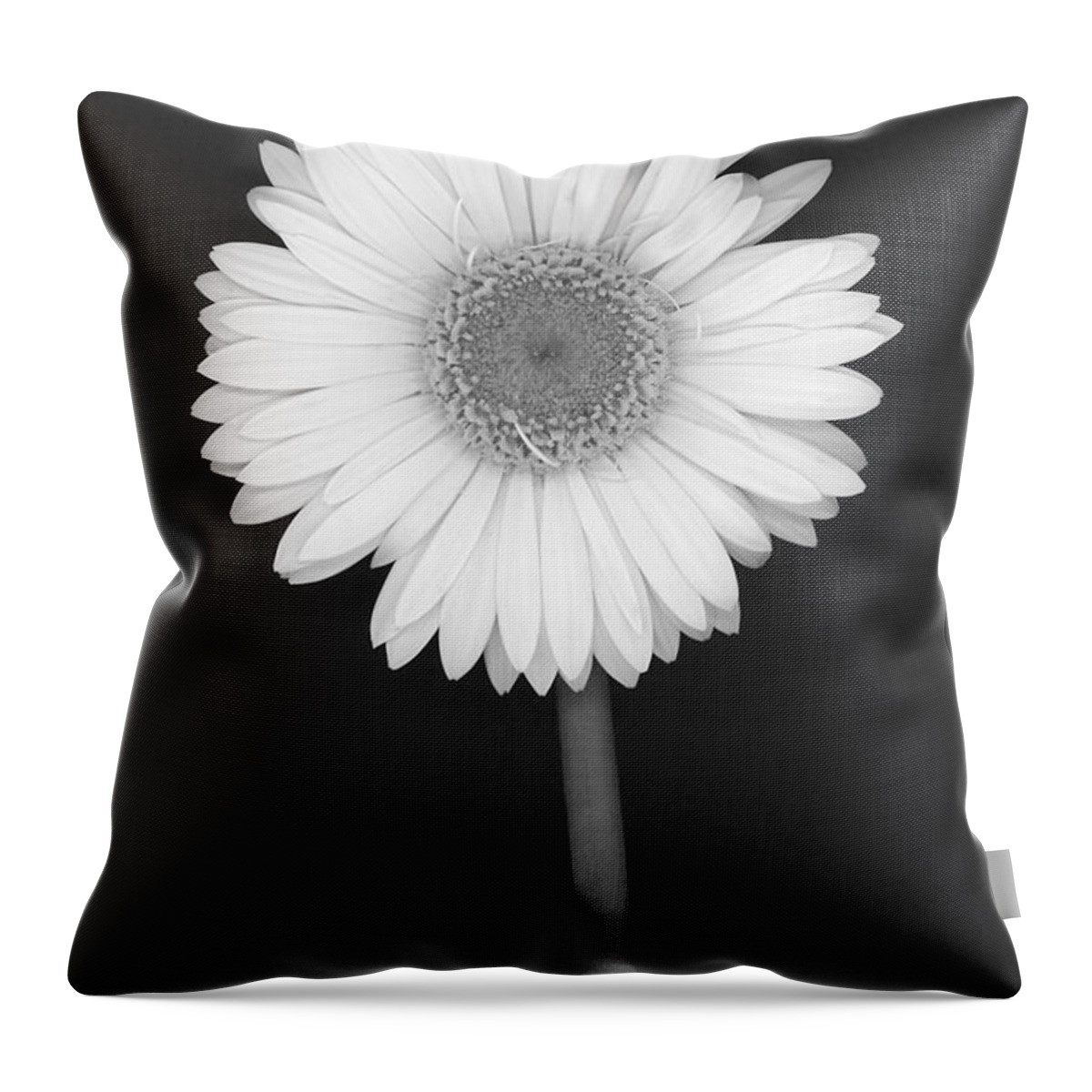 Flower Throw Pillow featuring the photograph White Gerbera Daisy in Black and White by Suzanne Gaff