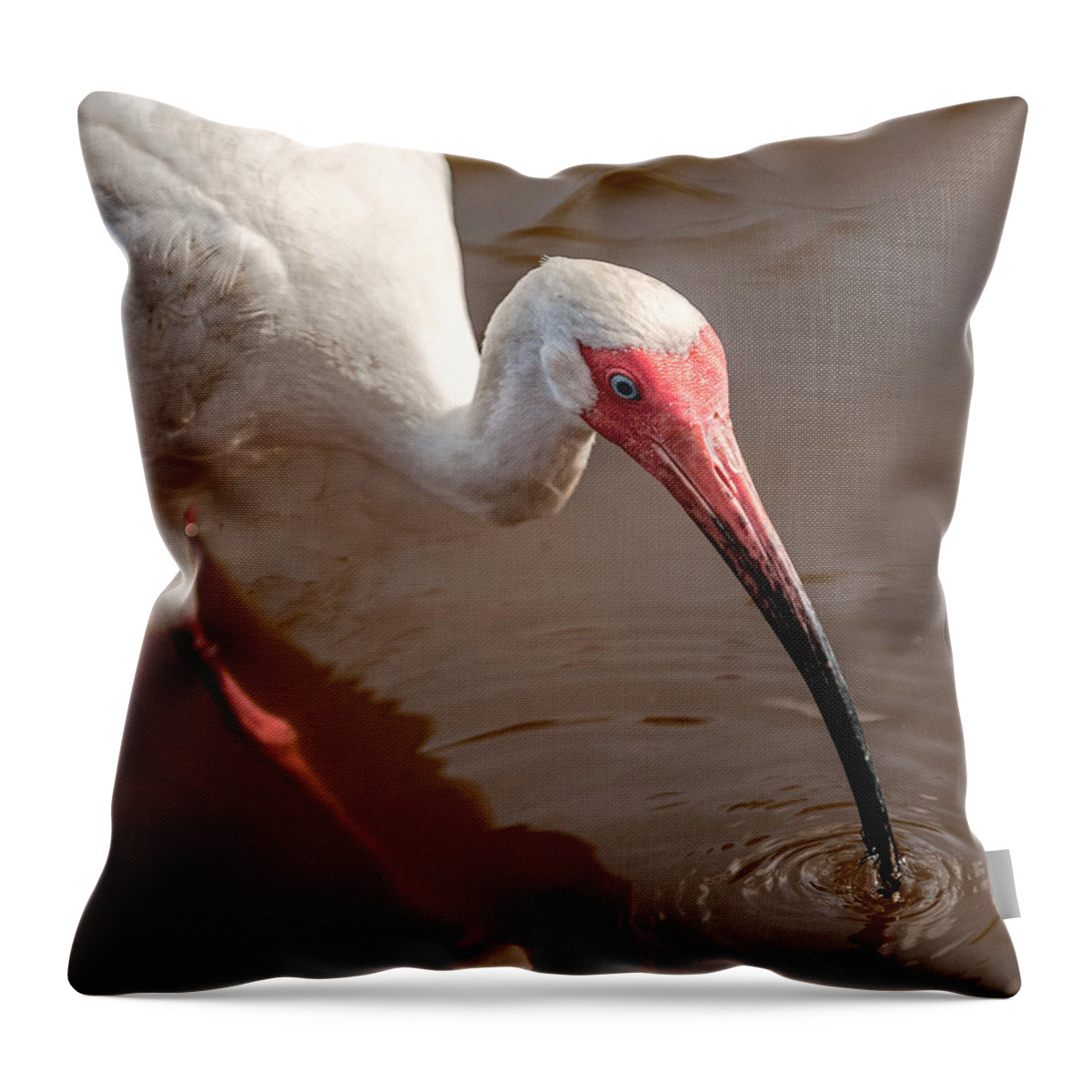 Ibis Throw Pillow featuring the photograph White Ibis by Christopher Holmes