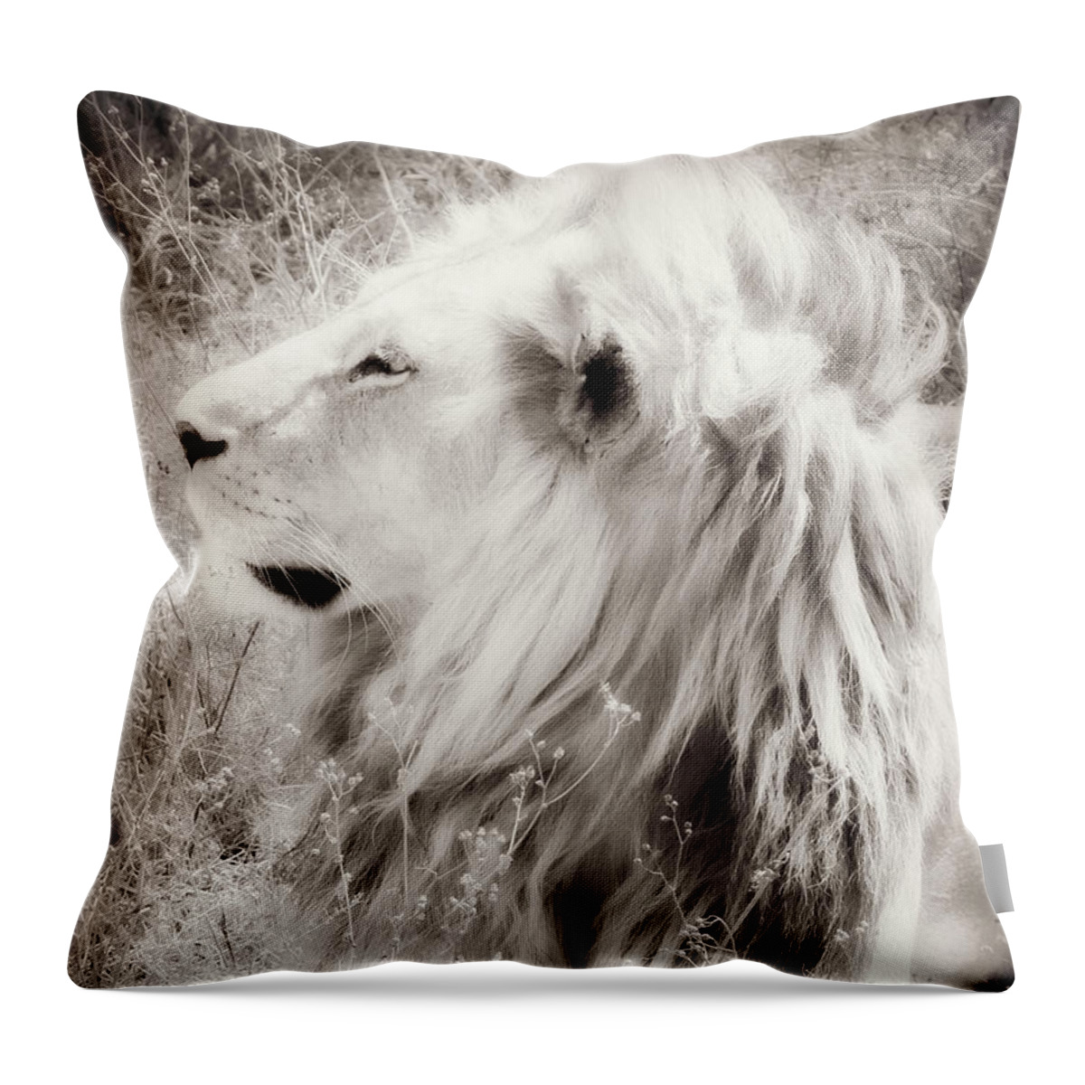 White Lion Throw Pillow featuring the photograph White Lion by Chris Scroggins
