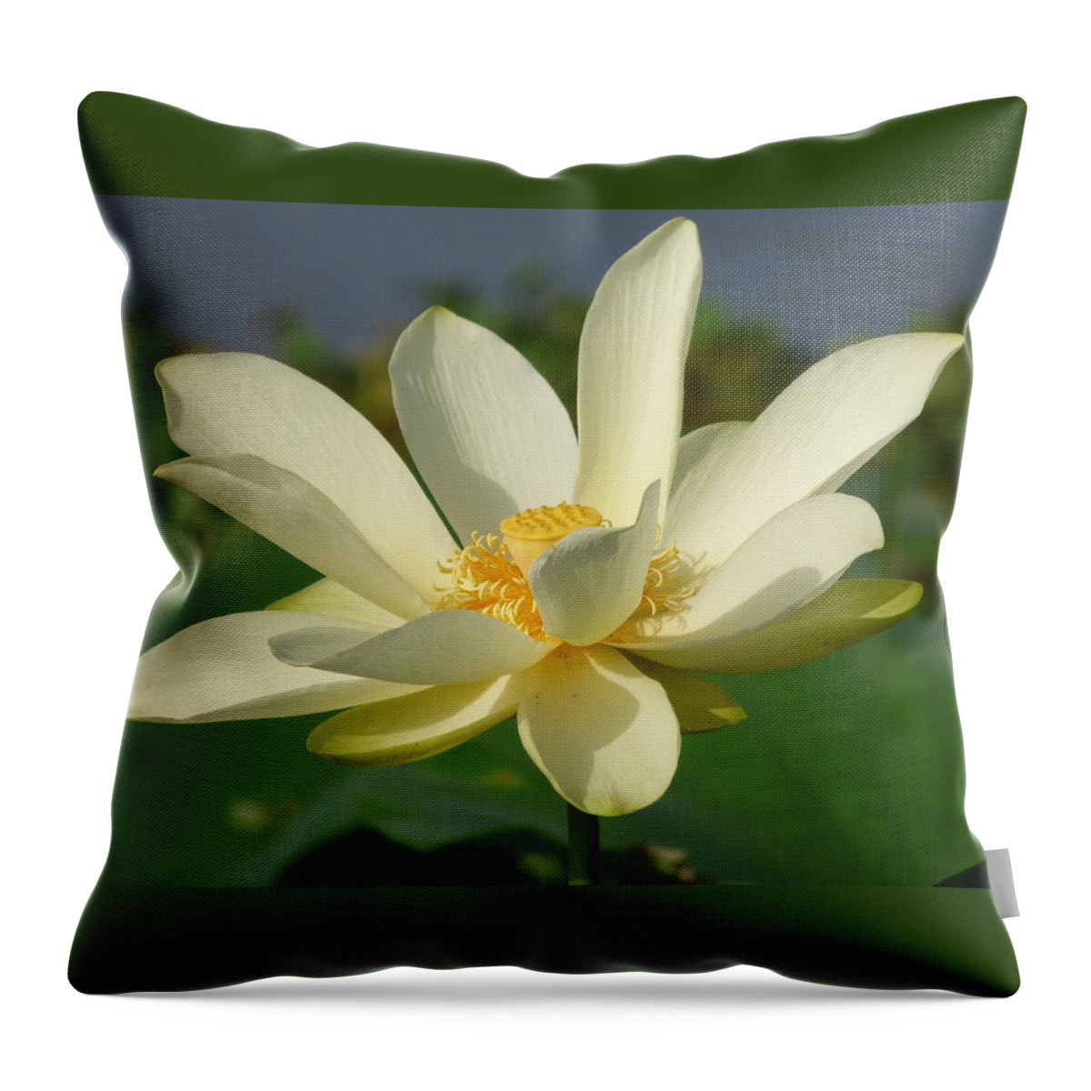 Orcinusfotograffy Throw Pillow featuring the photograph White Lotus Blossom by Kimo Fernandez