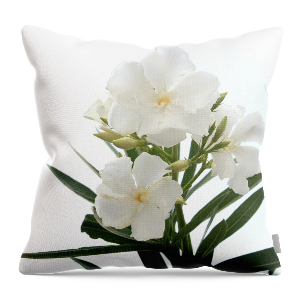 Nerium Oleander Throw Pillow featuring the photograph White Oleander Flowers Close Up Isolated On White Background by Taiche Acrylic Art