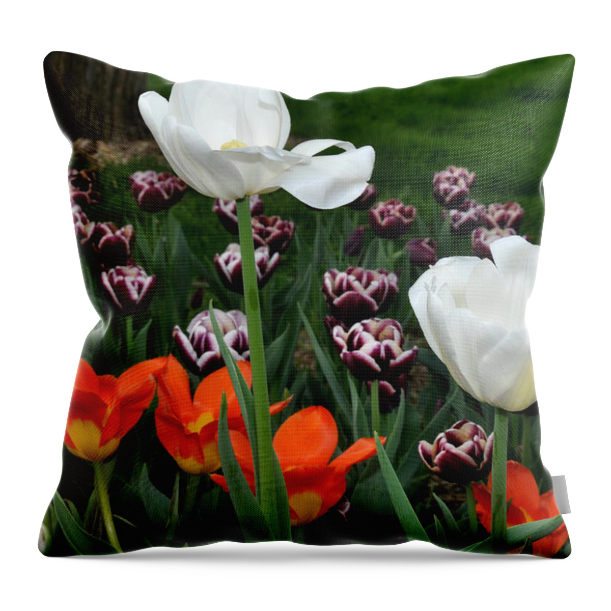 Spring Throw Pillow featuring the photograph White orange and purple tulips by Diane Lent