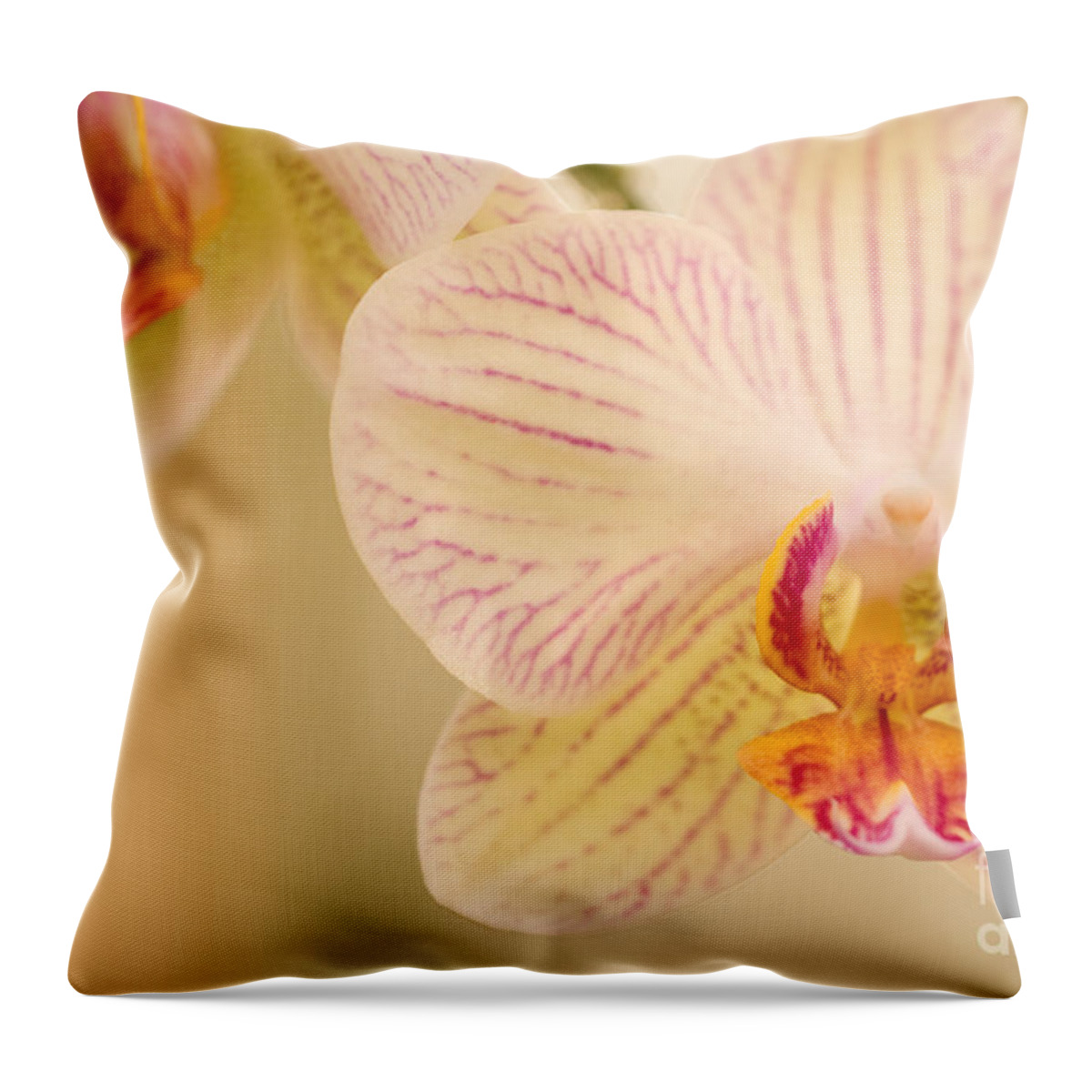 Orchids Throw Pillow featuring the photograph White Orchids by Chris Scroggins