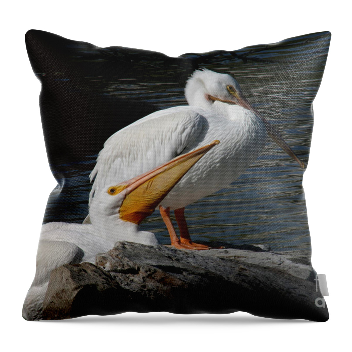 American White Pelican Throw Pillow featuring the photograph White Pelicans by E B Schmidt
