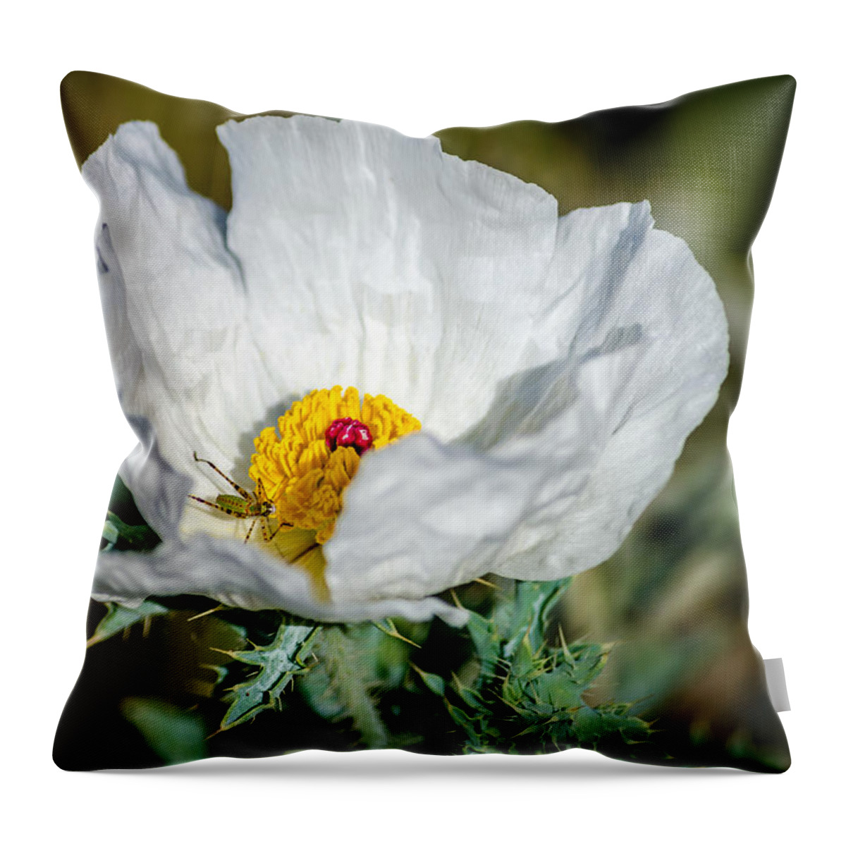 White Prickly Poppy Wildflower Throw Pillow featuring the photograph White Prickly Poppy Wildflower by Debra Martz