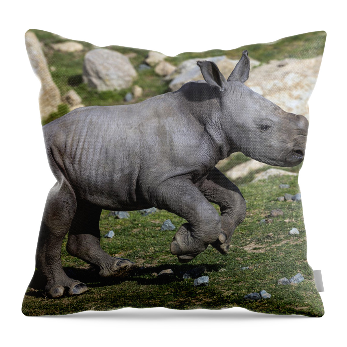 Feb0514 Throw Pillow featuring the photograph White Rhinoceros Calf Running by San Diego Zoo