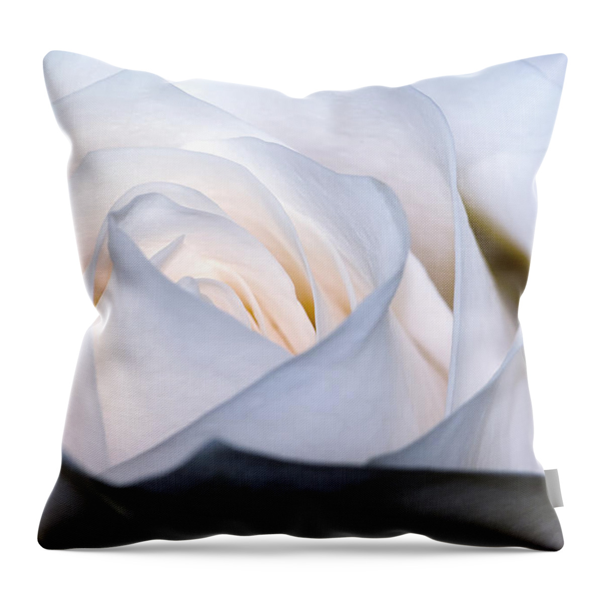 Color Throw Pillow featuring the photograph White Rose by Jim Shackett