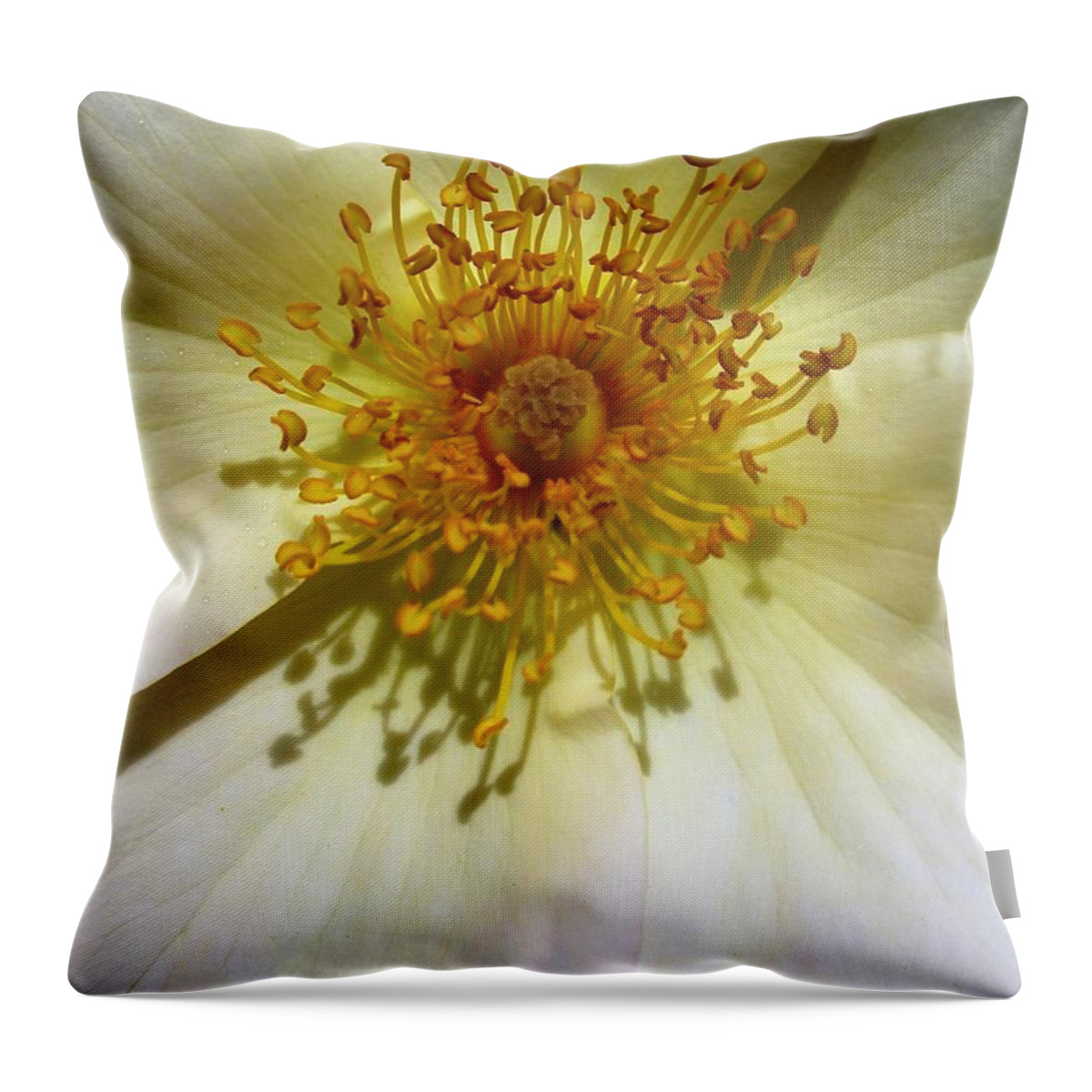 Rose Throw Pillow featuring the photograph White Rose by Kevin B Bohner