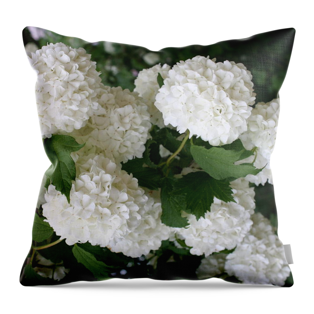 White Snowball Throw Pillow featuring the photograph White Snowball Bush by Christiane Schulze Art And Photography