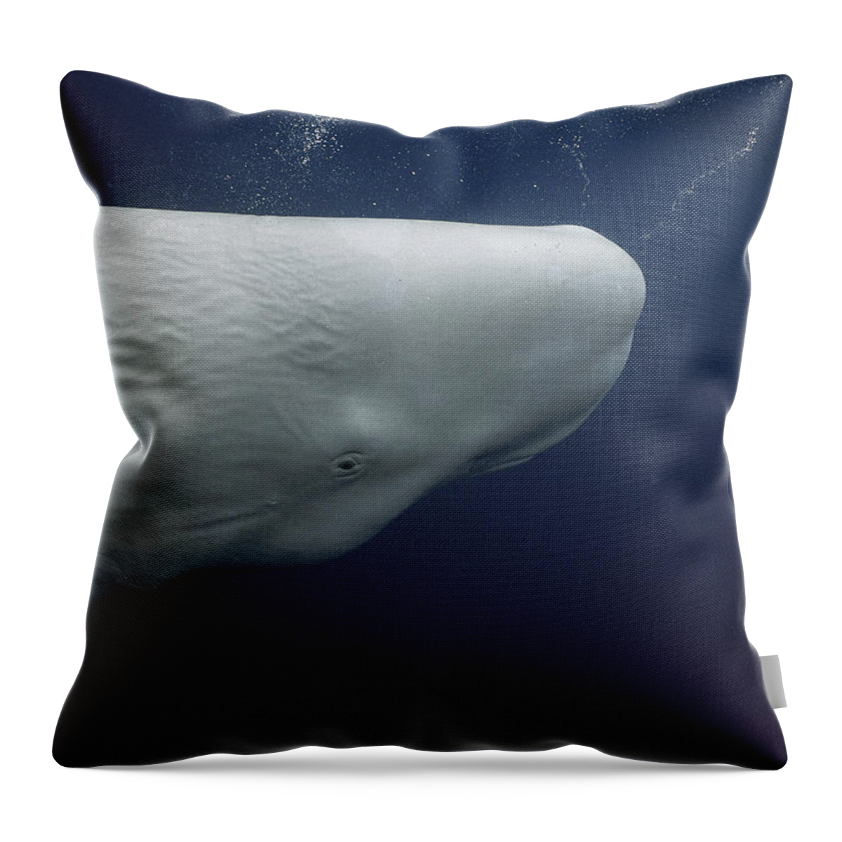 Feb0514 Throw Pillow featuring the photograph White Sperm Whale Azores Islands by Hiroya Minakuchi
