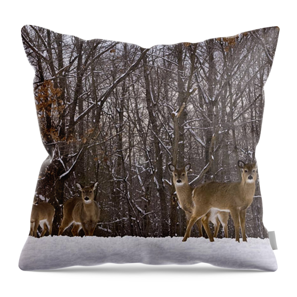 Deer Throw Pillow featuring the photograph White Tailed Deer by Anthony Sacco