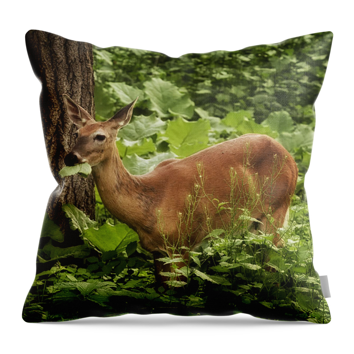 Deer Throw Pillow featuring the photograph White Tailed Doe by Linda Tiepelman