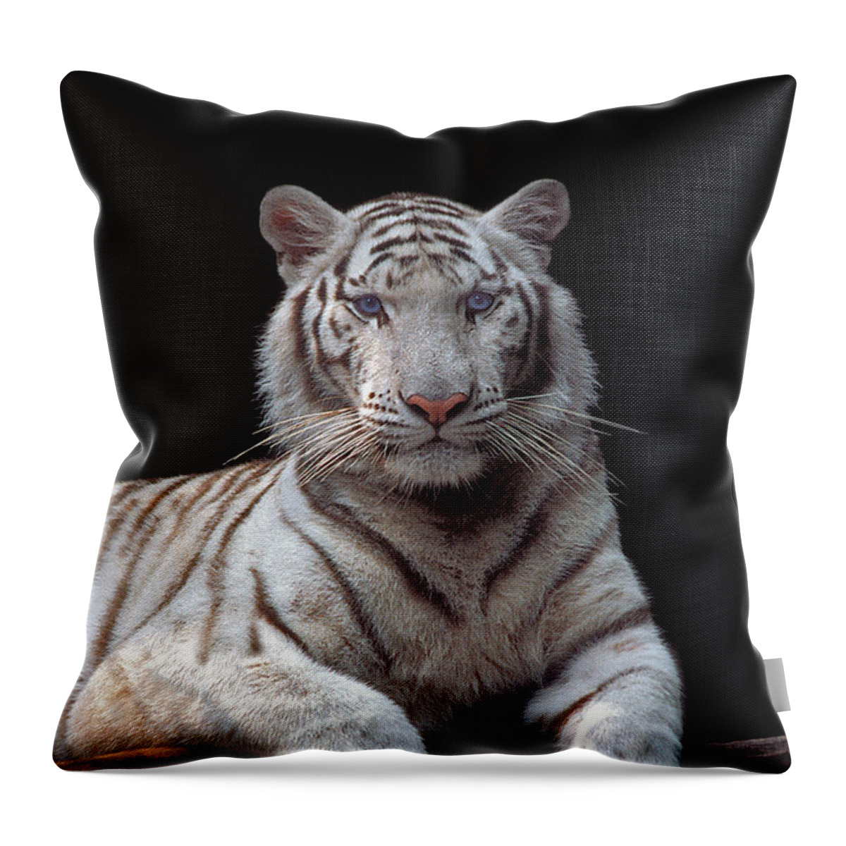 White Tiger Throw Pillow featuring the photograph White Tiger by John Douglas