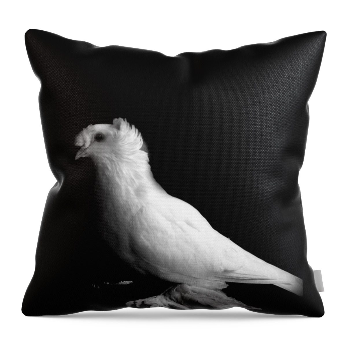 Pigeon Throw Pillow featuring the photograph White Trumpeter Pigeon by Nathan Abbott