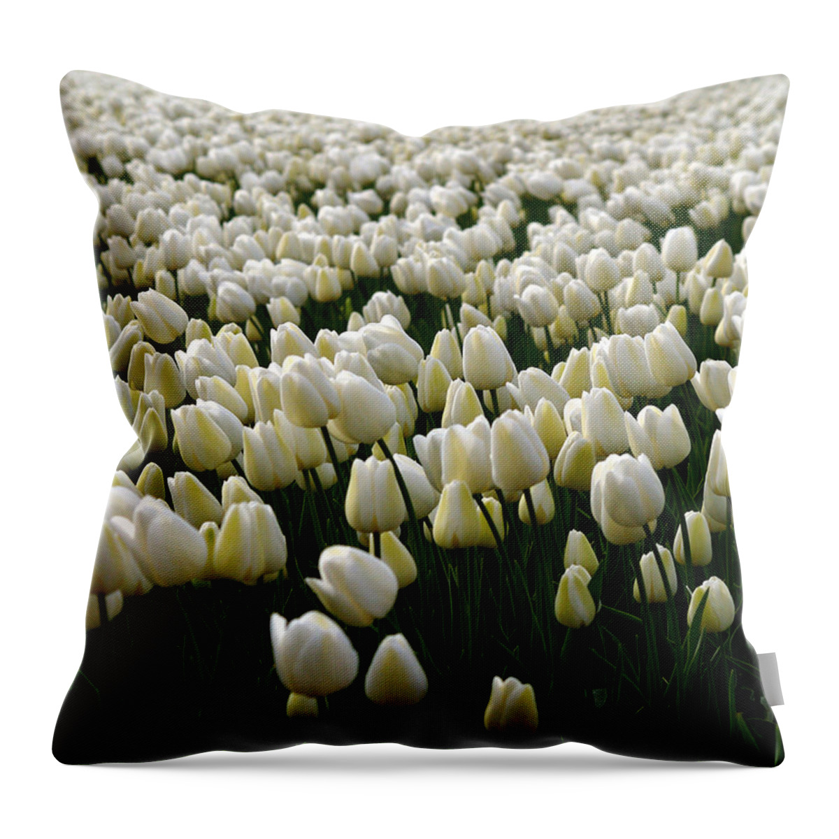Photography Throw Pillow featuring the photograph White Tulip field by Luc Van de Steeg