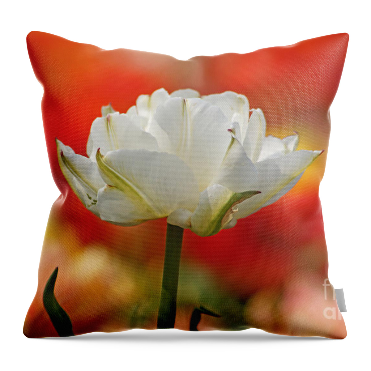 Tulip Throw Pillow featuring the photograph White Tulip Weisse gefuellte Tulpe by Eva-Maria Di Bella