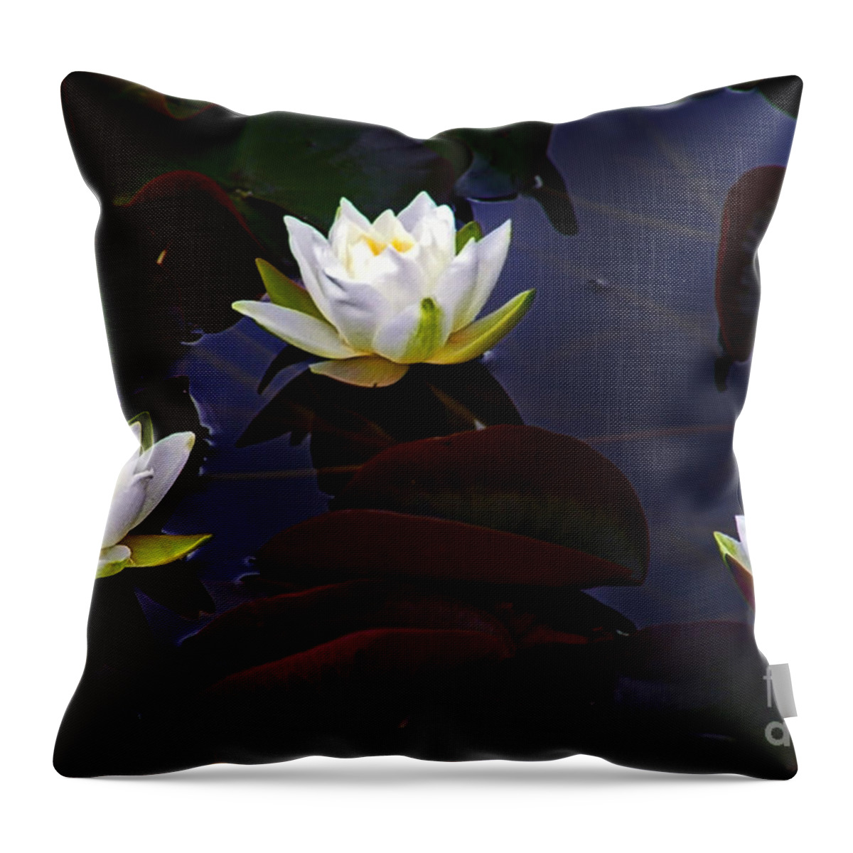 Water Lily Throw Pillow featuring the photograph White Water Lilies by Nina Ficur Feenan
