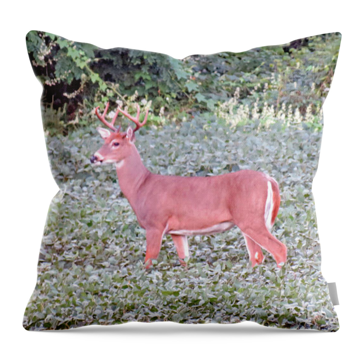 Deer Throw Pillow featuring the photograph Whitetail Buck In The Soybean Field by Kay Novy